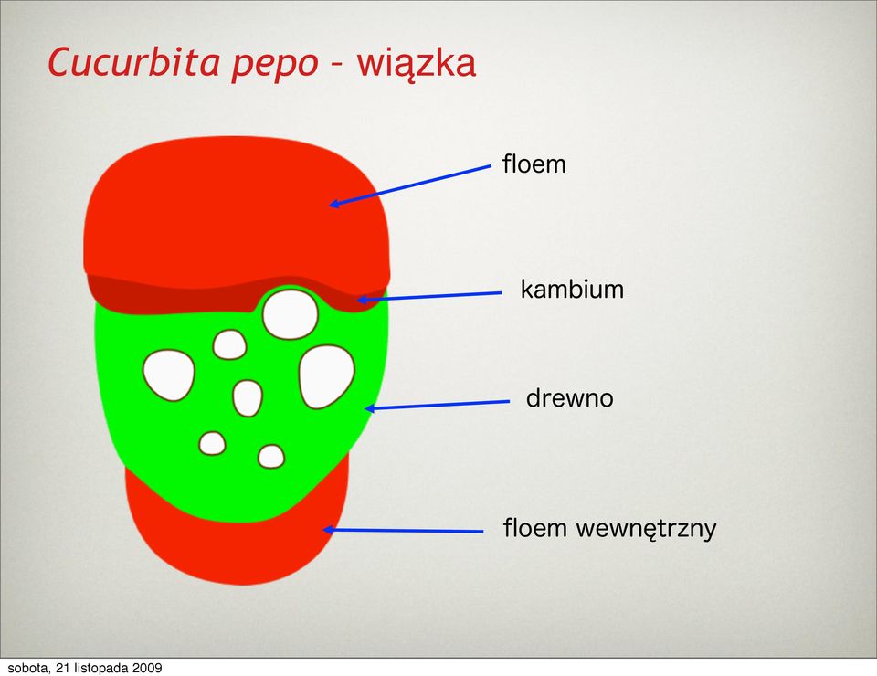 wiązka