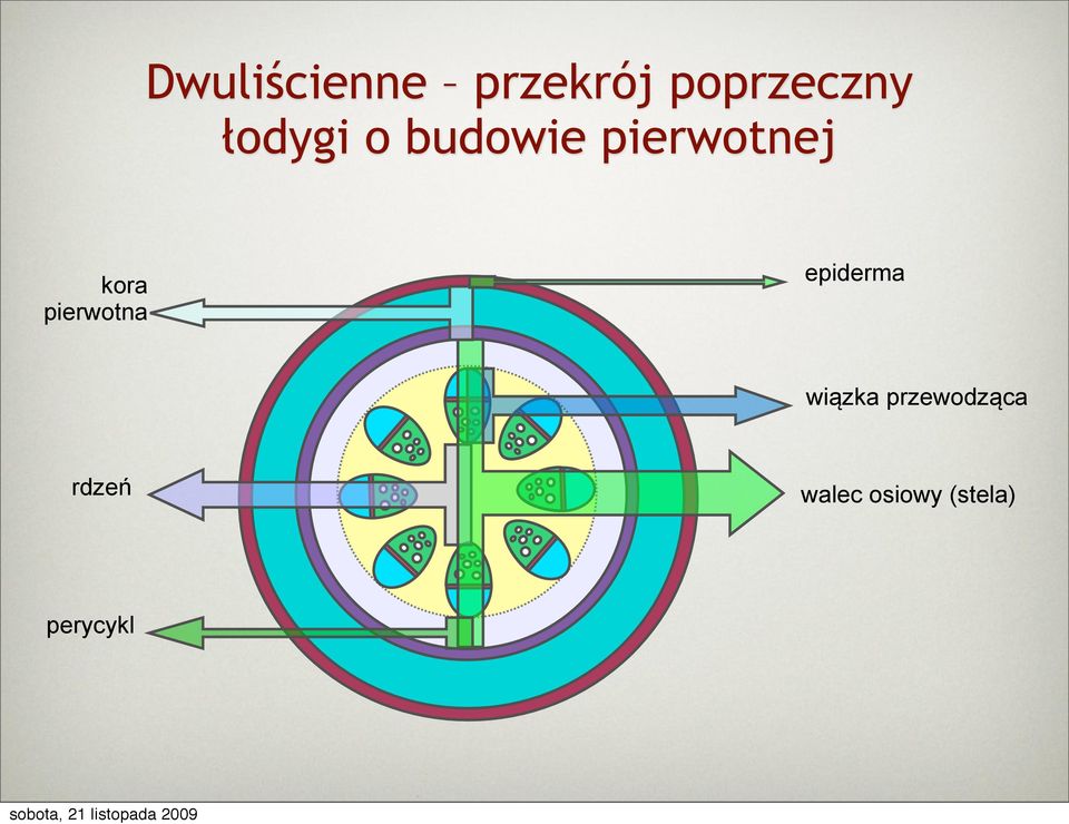 pierwotna epiderma wiązka