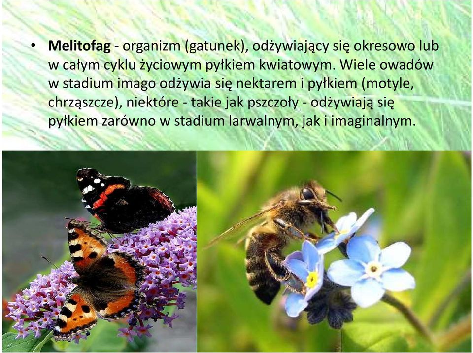 Wiele owadów w stadium imago odżywia się nektarem i pyłkiem (motyle,