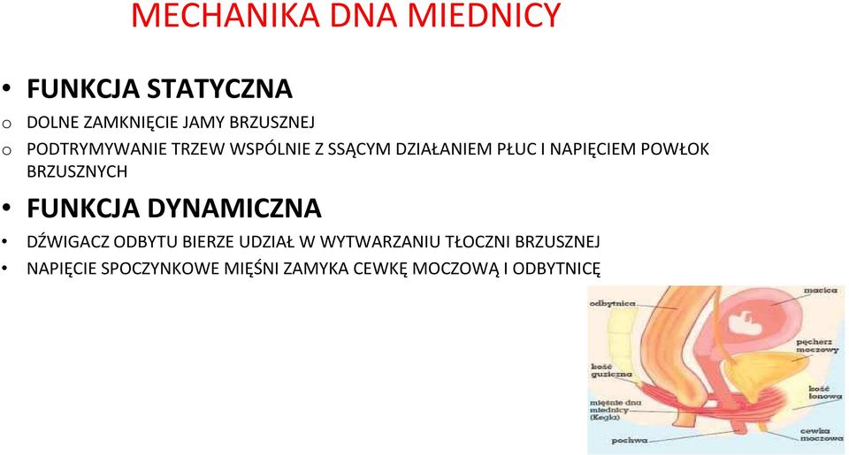 POWŁOK BRZUSZNYCH FUNKCJA DYNAMICZNA DŹWIGACZ ODBYTU BIERZE UDZIAŁ W