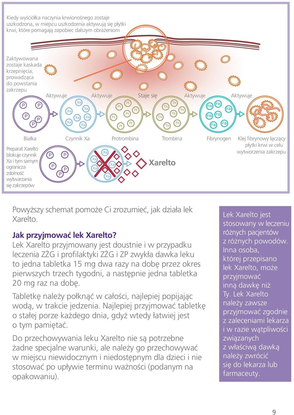 Preparat Xarelto wytworzenia zakrzepu blokuje czynnik Xa i tym samym Xarelto ogranicza zdolność wytwarzania się zakrzepów Powyższy schemat pomoże Ci zrozumieć, jak działa lek Xarelto.