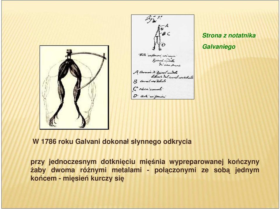 mięśnia wypreparowanej kończyny Ŝaby dwoma róŝnymi