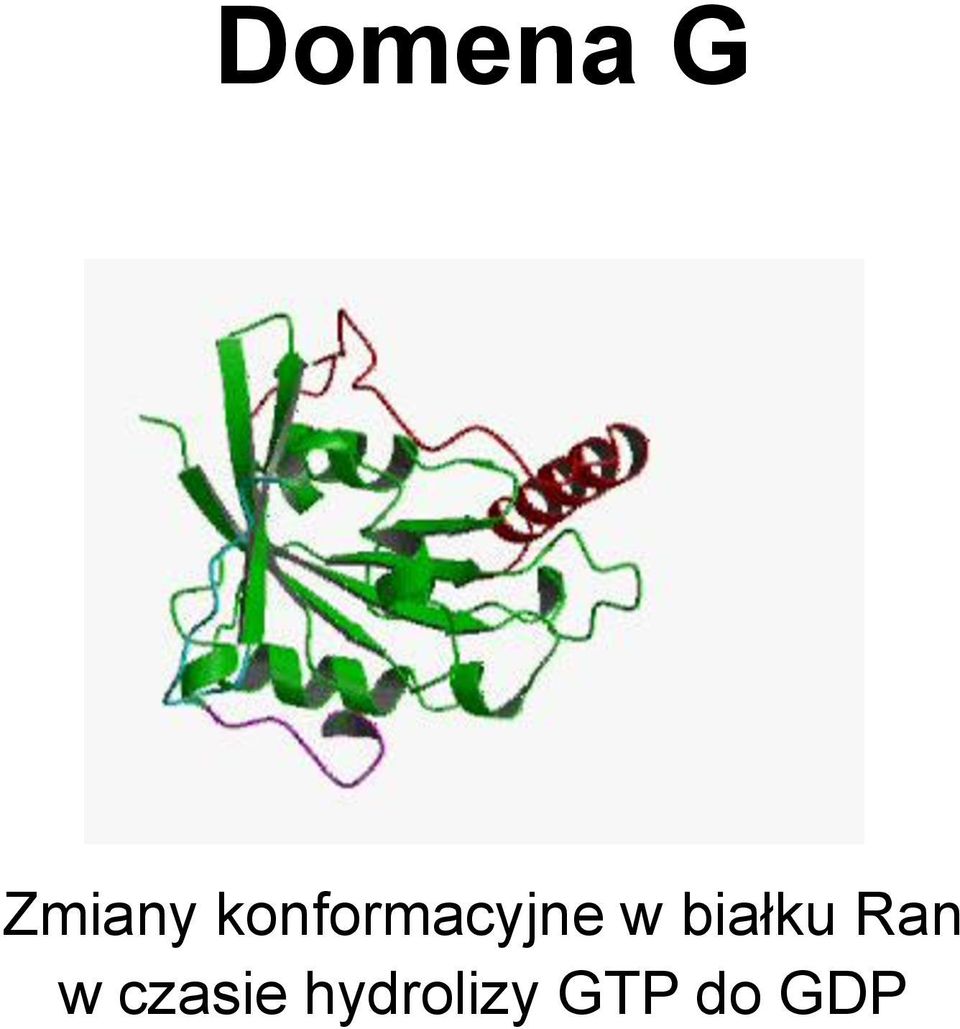 białku Ran w