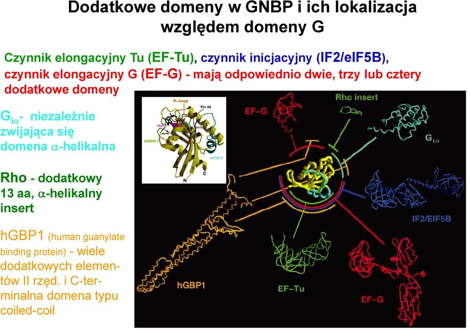 i C-terminalna domena typu coiled-coil Dodatkowe domeny w GNBP i ich lokalizacja względem domeny G