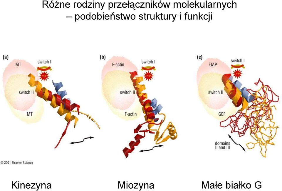 molekularnych podobieństwo