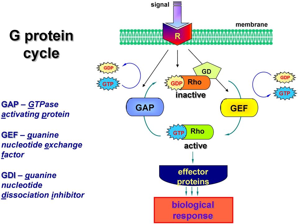 guanine nucleotide exchange factor GTP Rho active GDI guanine