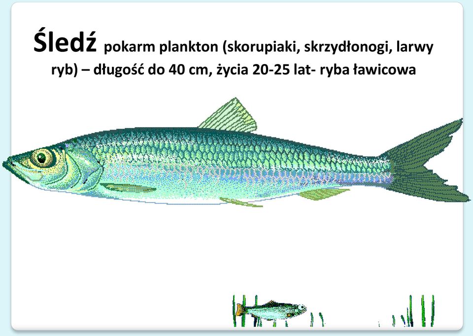 larwy ryb) długość do 40