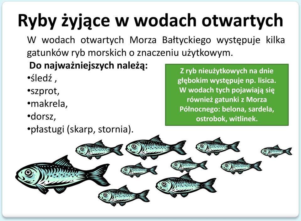 Do najważniejszych należą: śledź, szprot, makrela, dorsz, płastugi (skarp, stornia).