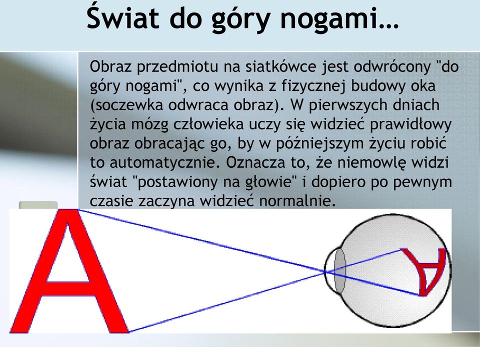 W pierwszych dniach życia mózg człowieka uczy się widzieć prawidłowy obraz obracając go, by w