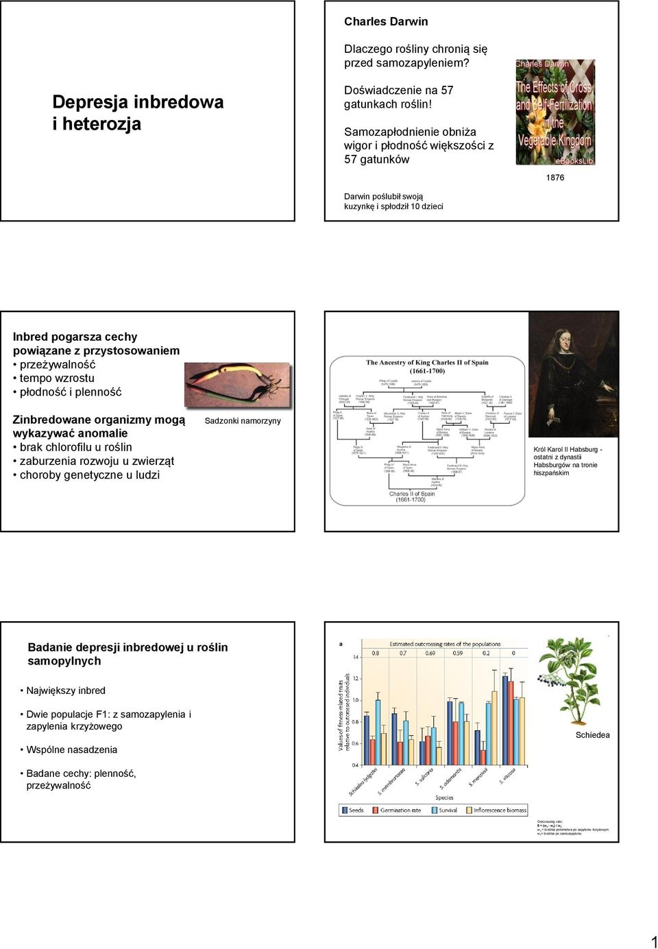 płodność i plenność Zinbredowane organizmy mogą wykazywać anomalie brak chlorofilu u roślin zaburzenia rozwoju u zwierząt choroby genetyczne u ludzi Sadzonki namorzyny Król Karol II Habsburg -