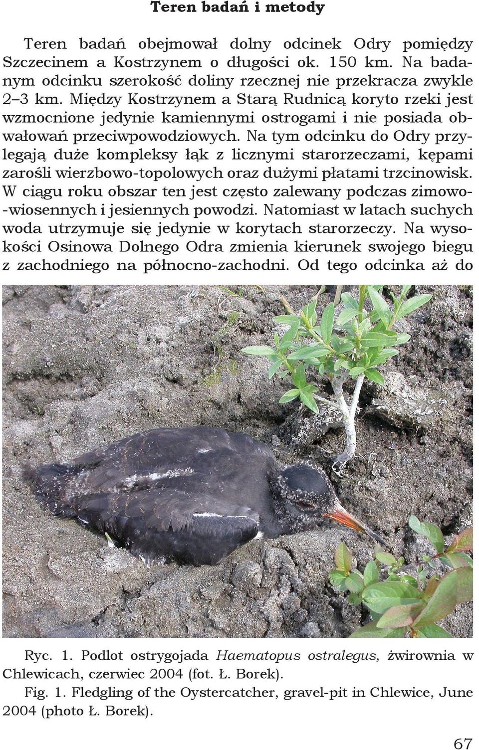 Na tym odcinku do Odry przylegają duże kompleksy łąk z licznymi starorzeczami, kępami zarośli wierzbowo-topolowych oraz dużymi płatami trzcinowisk.