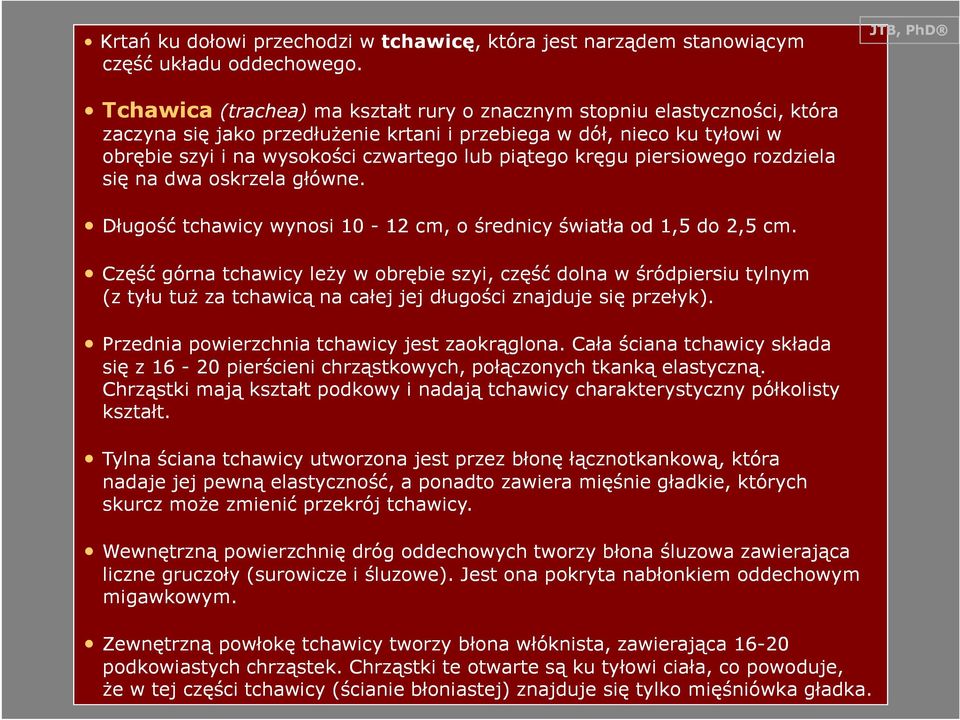 kręgu piersiowego rozdziela się na dwa oskrzela główne. Długość tchawicy wynosi 10-12 cm, o średnicy światła od 1,5 do 2,5 cm.