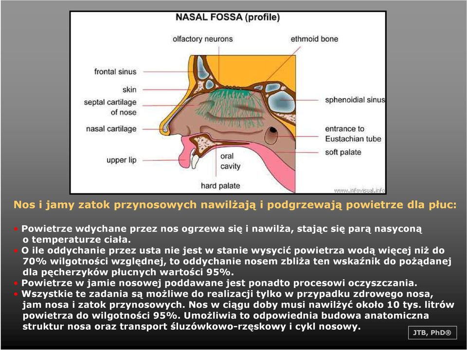 płucnych wartości 95%. Powietrze w jamie nosowej poddawane jest ponadto procesowi oczyszczania.