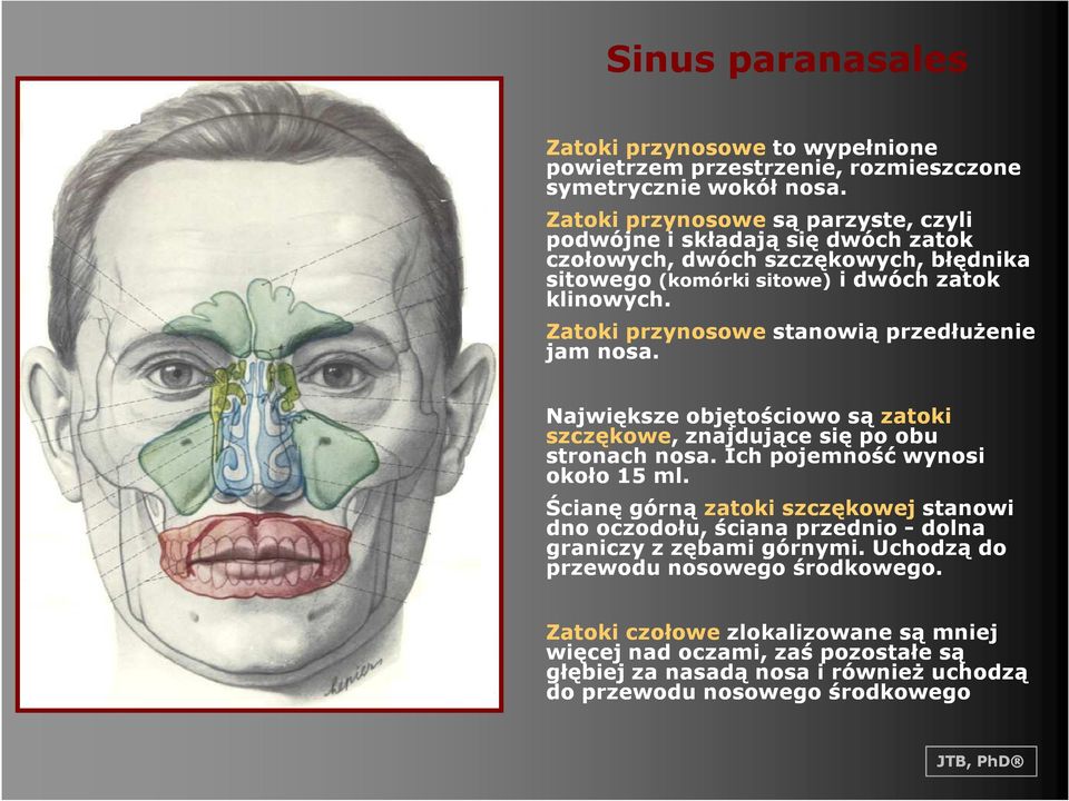 Zatoki przynosowe stanowią przedłuŝenie jam nosa. Największe objętościowo są zatoki szczękowe, znajdujące się po obu stronach nosa. Ich pojemność wynosi około 15 ml.