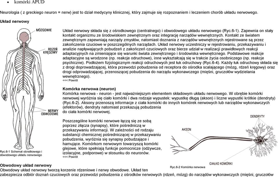 Zapewnia on stały kontakt organizmu ze środowiskiem zewnętrznym oraz integrację narządów wewnętrznych.