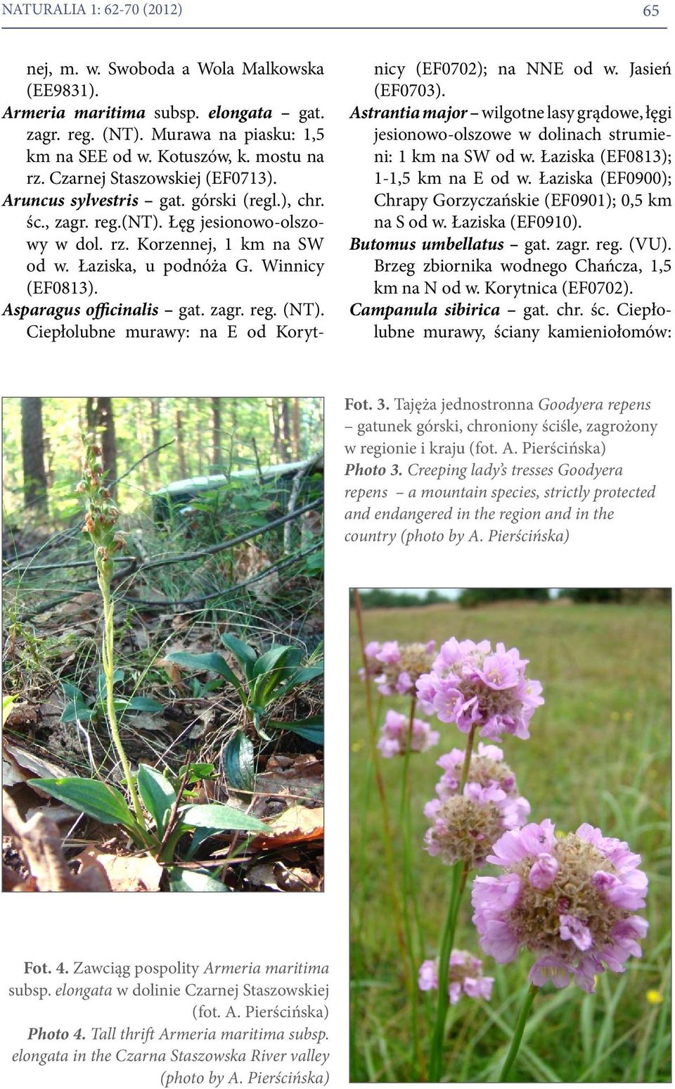 Asparagus officinalis gat. zagr. reg. (NT). Ciepłolubne murawy: na E od Korytnicy (EF0702); na NNE od w. Jasień (EF0703).