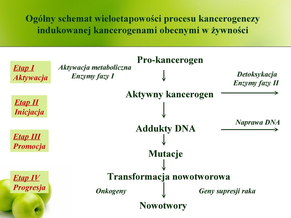 Enzymy fazy I Pro-kancerogen Aktywny kancerogen Addukty DNA Mutacje Detoksykacja Enzymy