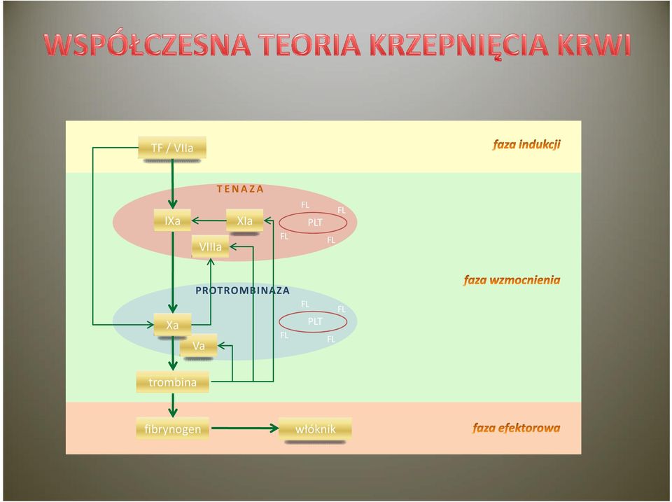 PROTROMBINAZA FL FL PLT Xa