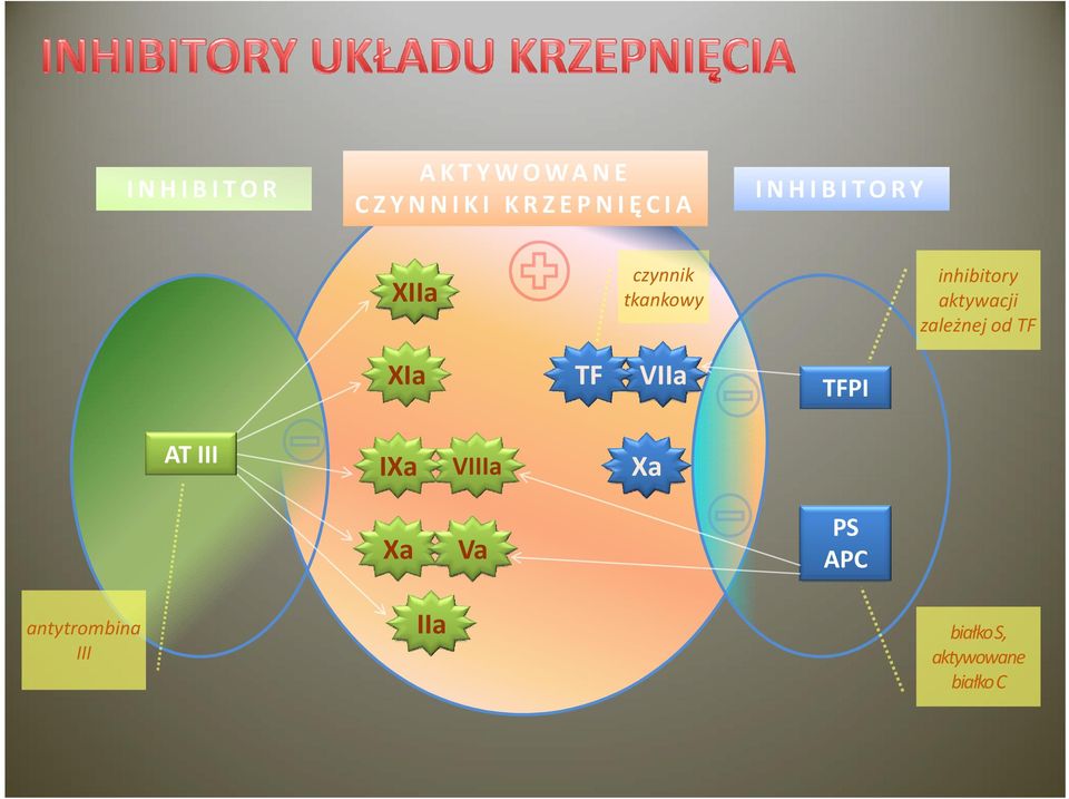 III TF VIIIa Va IIa INHIBITORY VIIa inhibitory