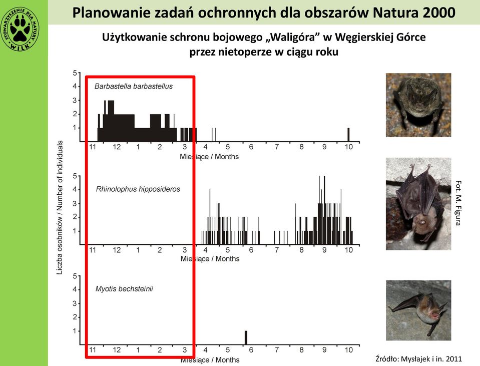 Waligóra w Węgierskiej Górce przez nietoperze