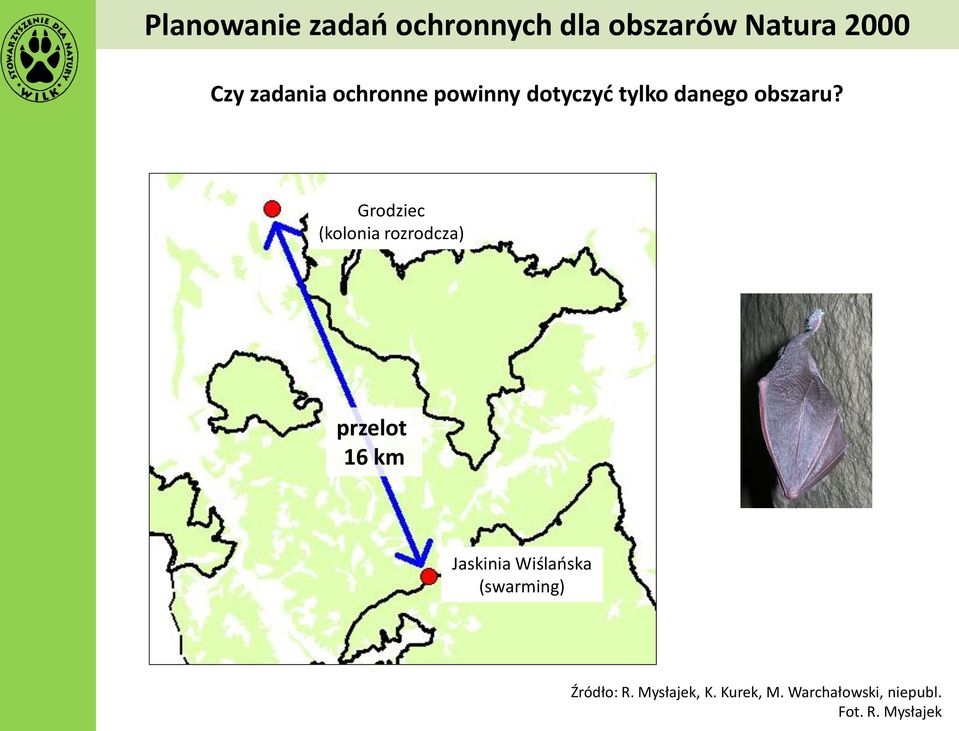 Grodziec (kolonia rozrodcza) przelot 16 km Jaskinia Wiślańska