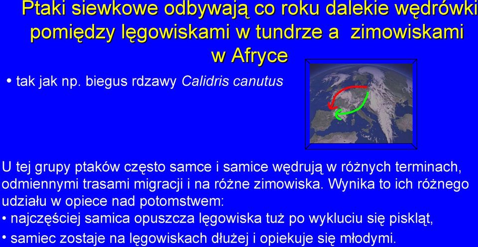 odmiennymi trasami migracji i na różne zimowiska.