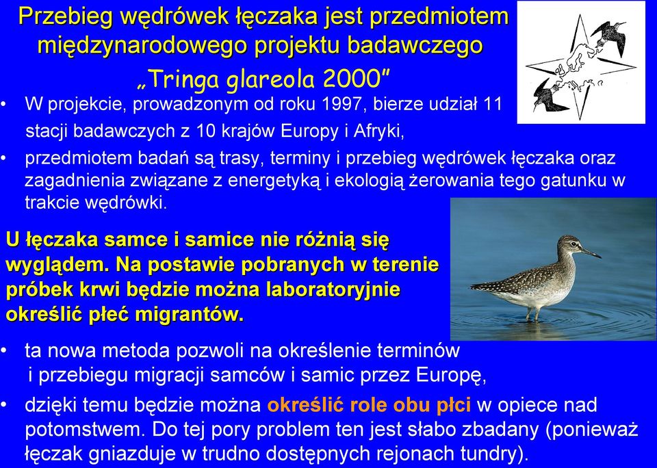 U łęczaka samce i samice nie różnią się wyglądem. Na postawie pobranych w terenie próbek krwi będzie można laboratoryjnie określić płeć migrantów.