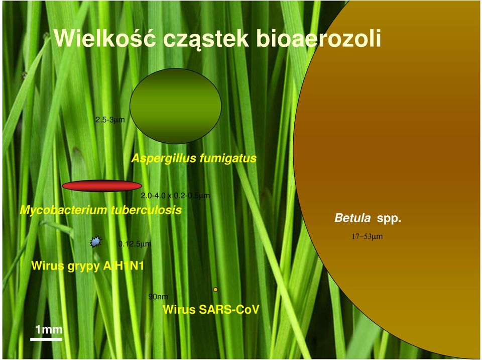 tuberculosis 0.12.5µm 2.0-4.0 x 0.2-0.