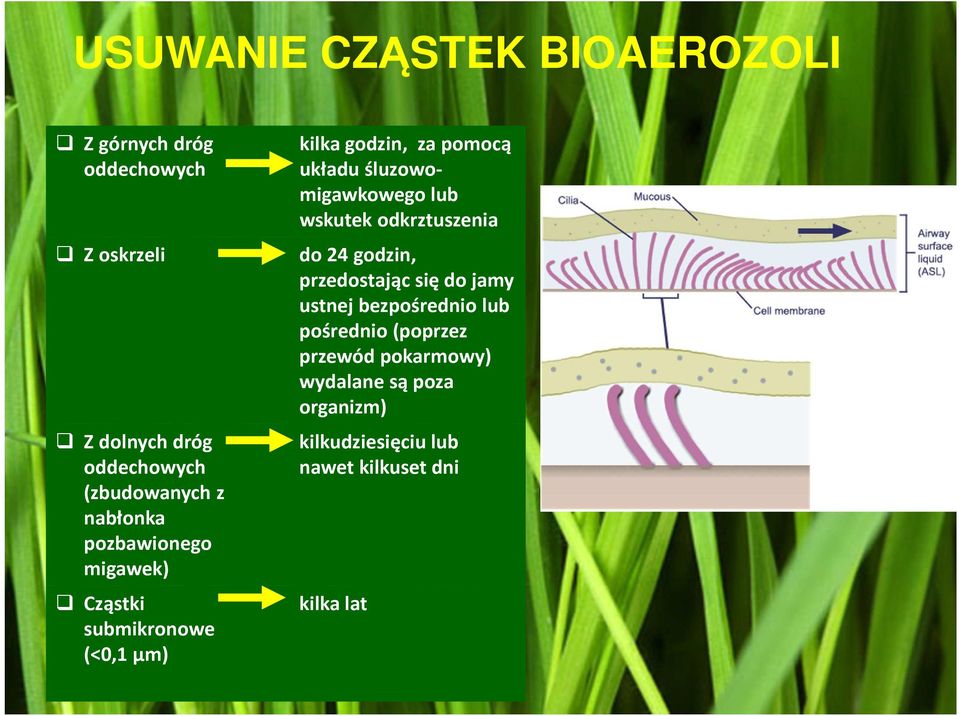 układu śluzowomigawkowego lub wskutek odkrztuszenia do 24 godzin, przedostając się do jamy ustnej