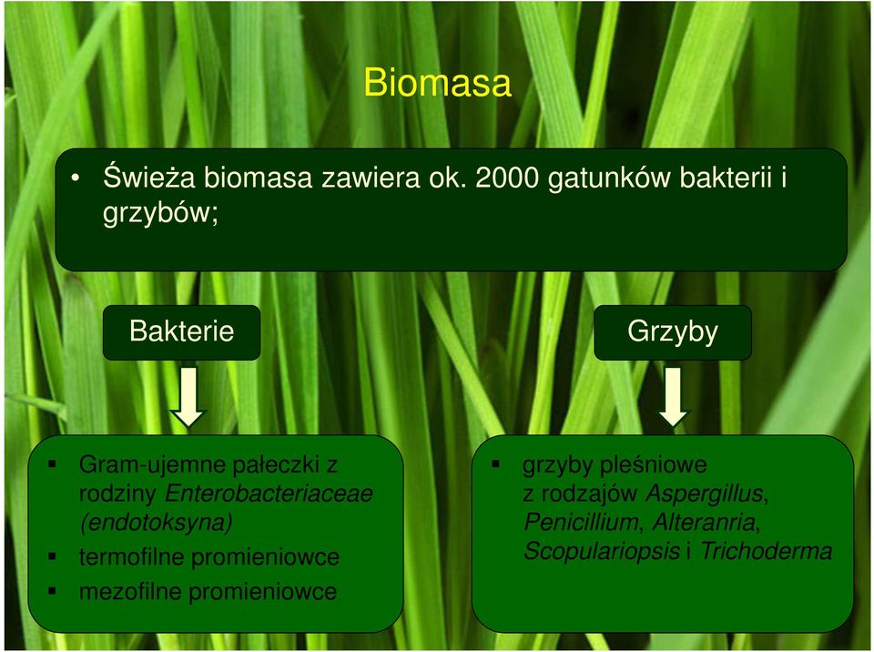 rodziny Enterobacteriaceae (endotoksyna) termofilne promieniowce grzyby