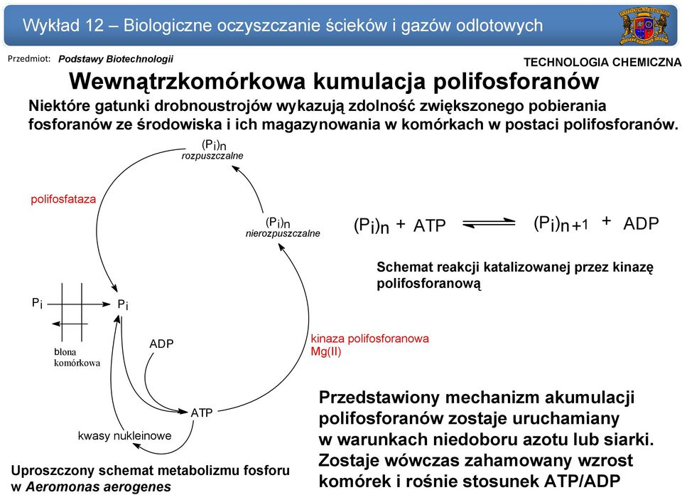 (Pi)n rozpuszczalne polifosfataza (Pi)n nierozpuszczalne (Pi)n + ATP (Pi)n+1 + ADP Pi Pi Schemat reakcji katalizowanej przez kinazę polifosforanową błona komórkowa