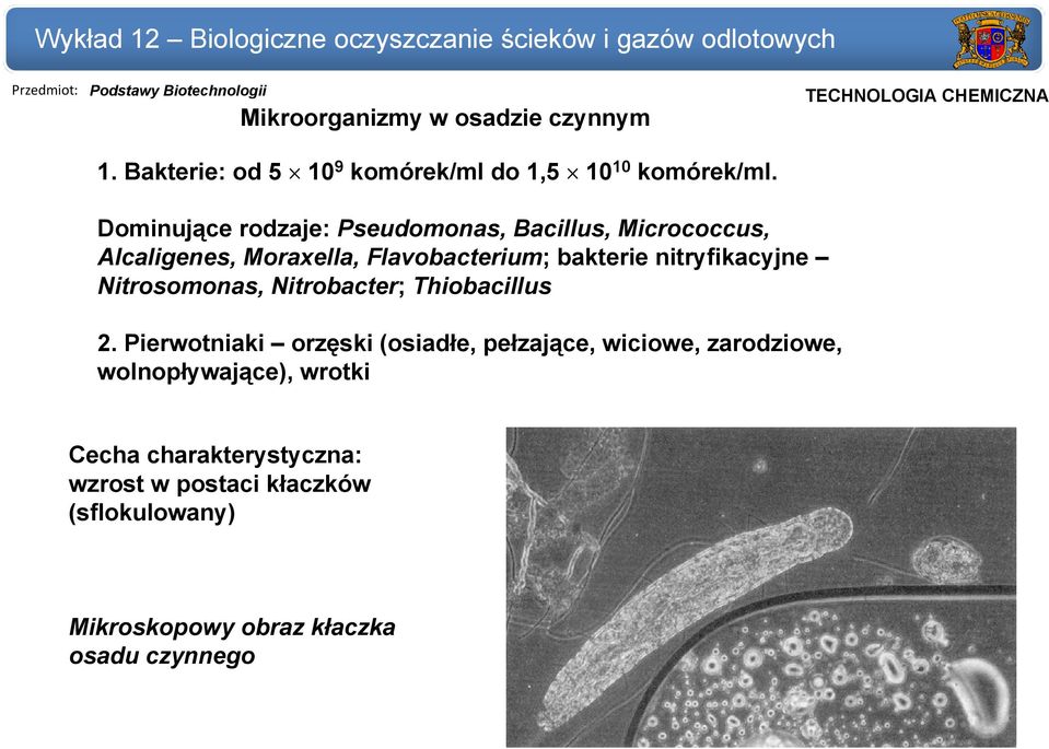 nitryfikacyjne Nitrosomonas, Nitrobacter; Thiobacillus 2.