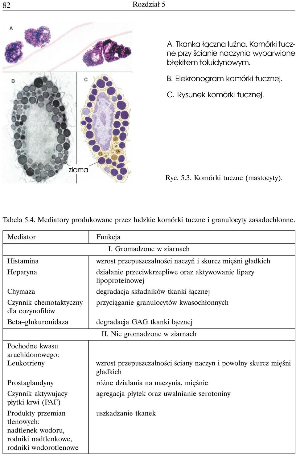 Mediator Histamina Heparyna Chymaza Czynnik chemotaktyczny dla eozynofilów Beta glukuronidaza Pochodne kwasu arachidonowego: Leukotrieny Prostaglandyny Czynnik aktywujący płytki krwi (PAF) Produkty