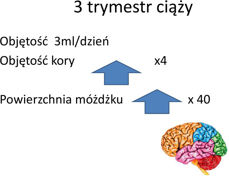 Objętość kory x4