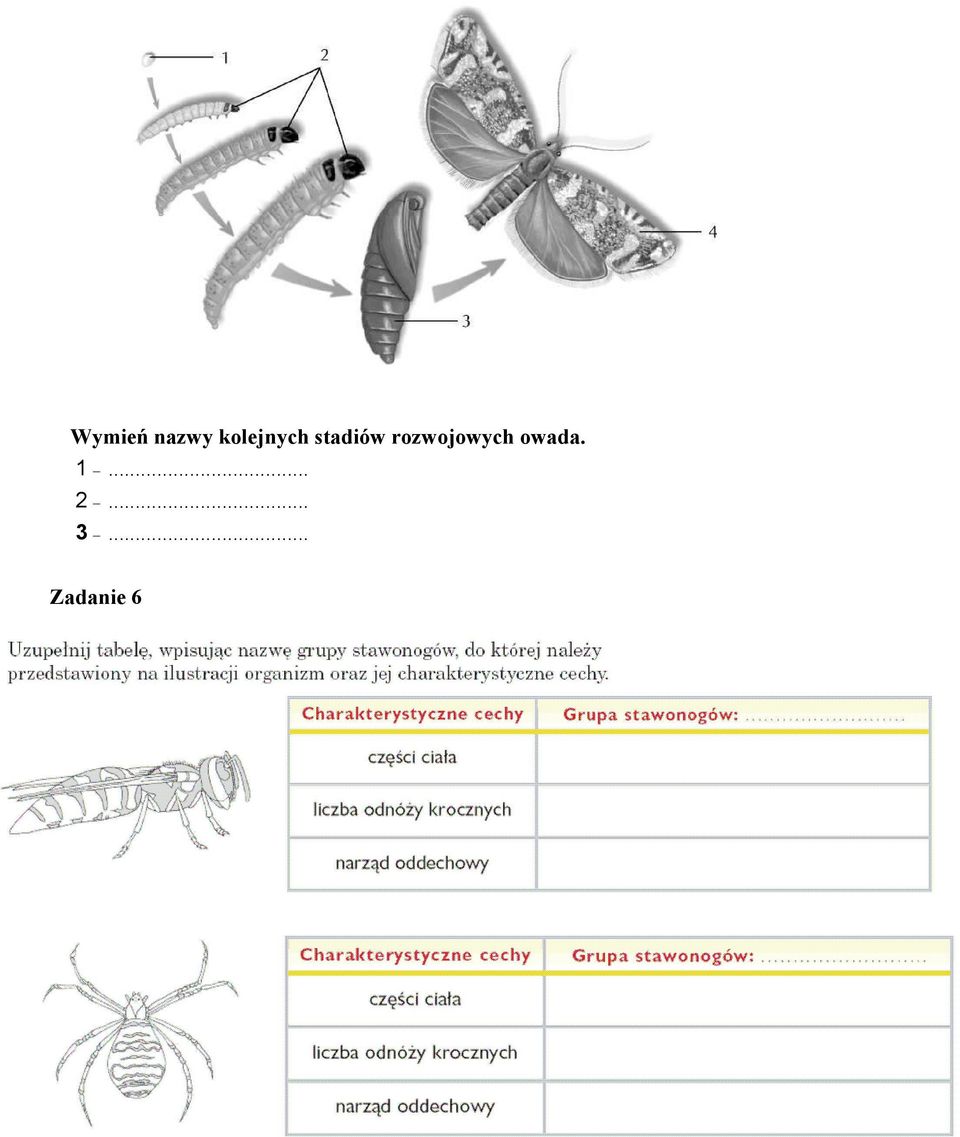 rozwojowych owada.