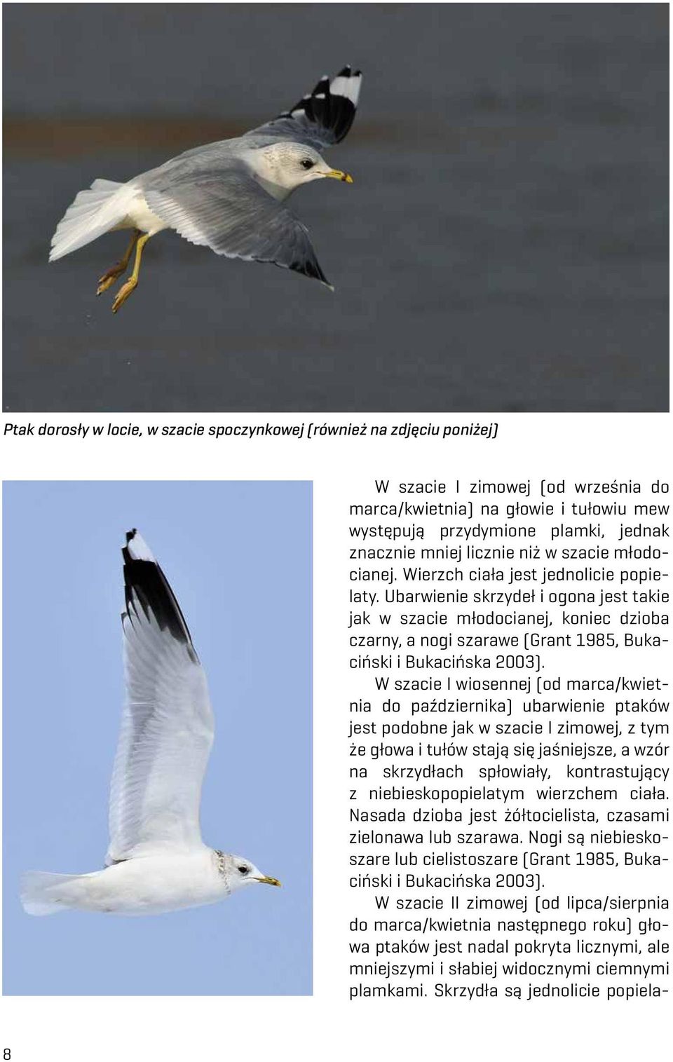 Ubarwienie skrzydeł i ogona jest takie jak w szacie młodocianej, koniec dzioba czarny, a nogi szarawe (Grant 1985, Bukaciński i Bukacińska 2003).
