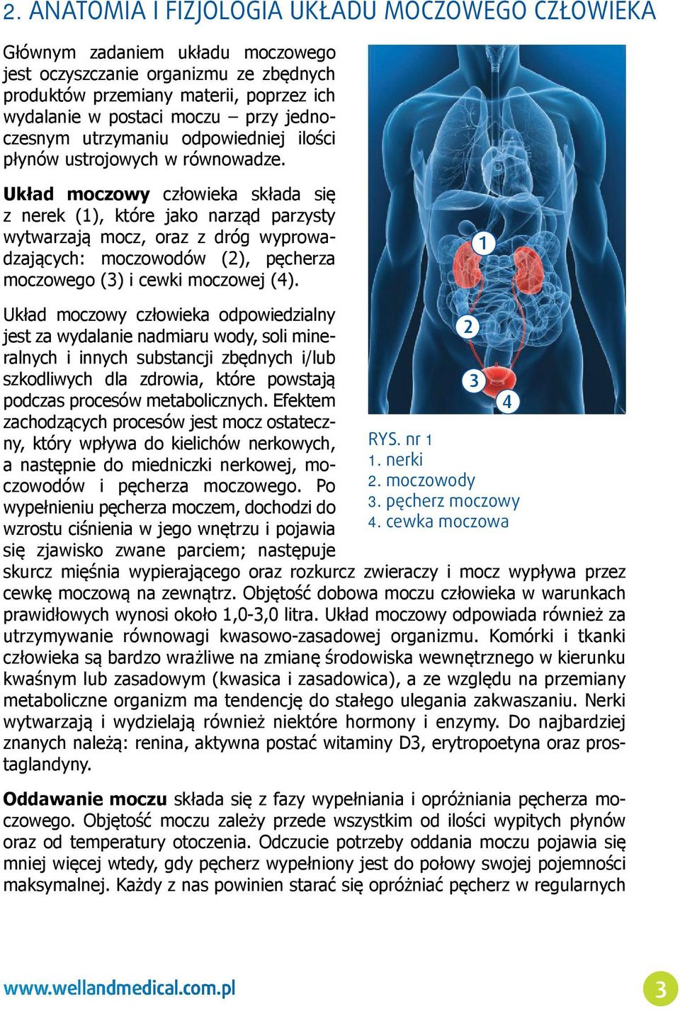 Układ moczowy człowieka składa się z nerek (1), które jako narząd parzysty wytwarzają mocz, oraz z dróg wyprowadzających: moczowodów (2), pęcherza moczowego (3) i cewki moczowej (4).