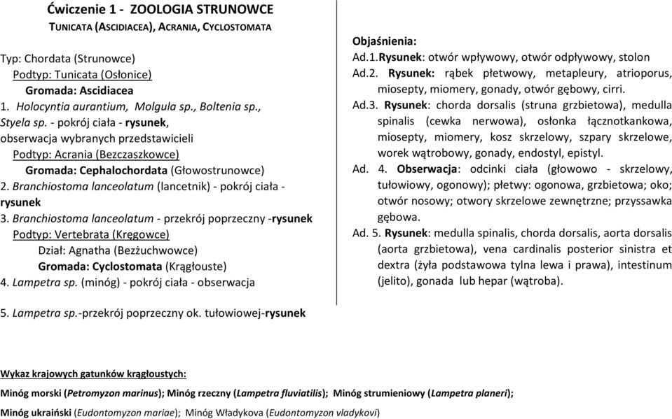 Branchiostoma lanceolatum (lancetnik) - pokrój ciała - rysunek 3.