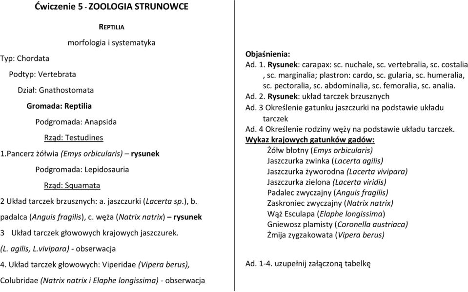 węża (Natrix natrix) rysunek 3 Układ tarczek głowowych krajowych jaszczurek. (L. agilis, L.vivipara) - obserwacja 4.