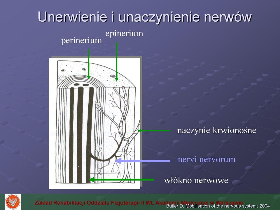 krwionośne nervi nervorum włókno