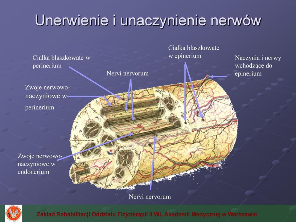 Naczynia i nerwy wchodzące do epinerium Zwoje