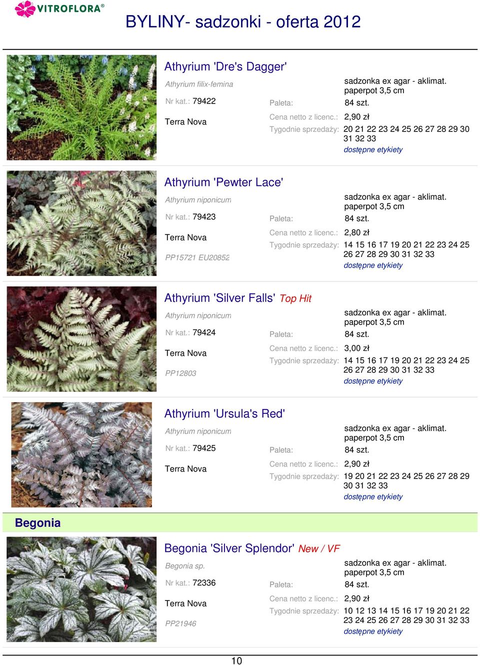 : 79423 PP15721 EU20852 2,80 zł 14 15 16 17 19 20 21 22 23 24 25 26 27 28 29 30 31 32 33 Athyrium 'Silver Falls' Top Hit Athyrium niponicum Nr kat.