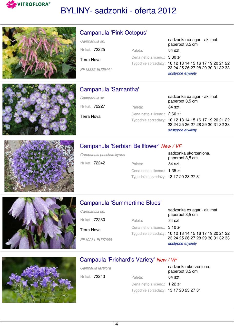 : 72227 2,60 zł Campanula 'Serbian Bellflower' New / VF Campanula poscharskyana Nr kat.