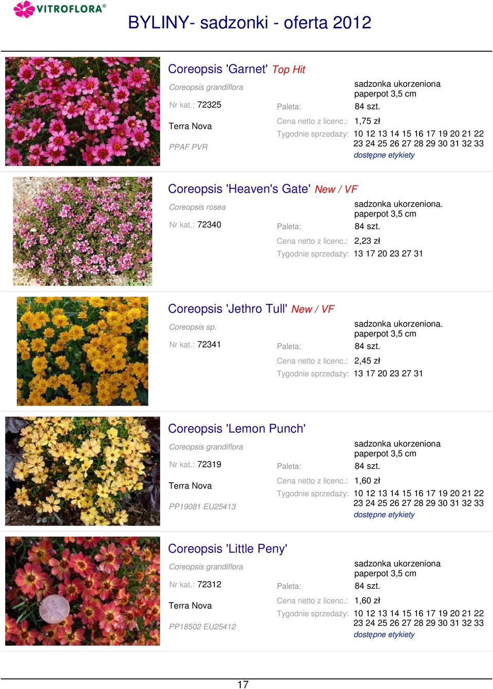 : 72340 2,23 zł Coreopsis 'Jethro Tull' New / VF Coreopsis sp. Nr kat.