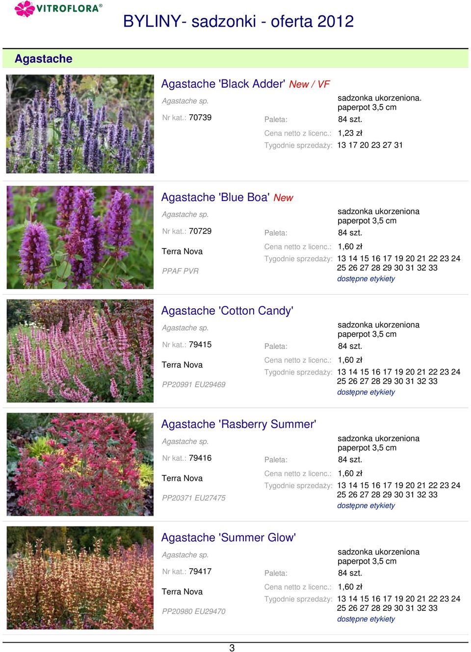 : 70729 1,60 zł 13 14 15 16 17 19 20 21 22 23 24 25 26 27 28 29 30 31 32 33 Agastache 'Cotton Candy' Agastache sp. Nr kat.