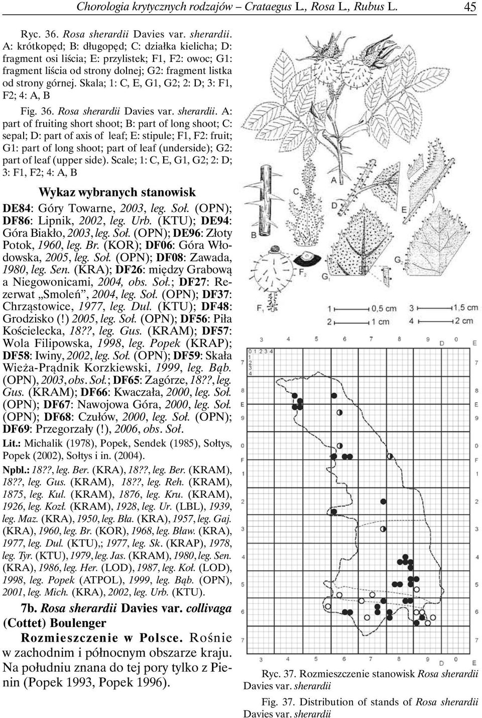 Skala; 1: C, E, G1, G2; 2: D; 3: F1, F2; 4: A, B Fig. 36. Rosa sherardii 