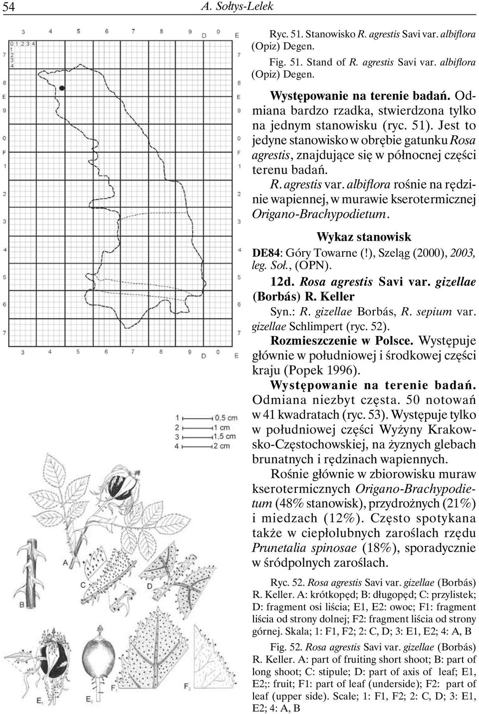 albiflora rośnie na rędzinie wapiennej, w murawie kserotermicznej Origano-Brachypodietum. DE84: Góry Towarne (!), Szeląg (2000), 2003, leg. Soł., (OPN). 12d. Rosa agrestis Savi var.