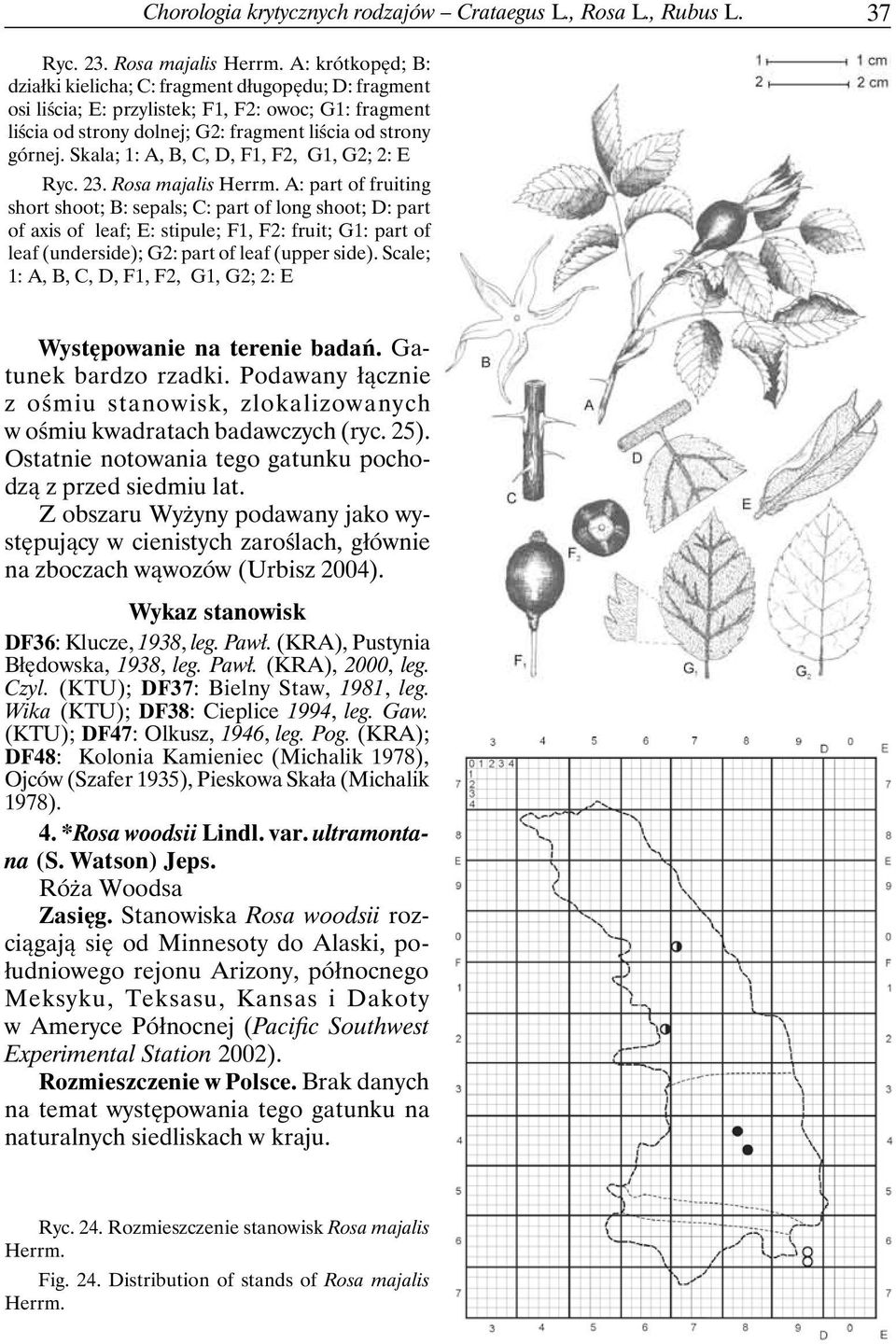 Skala; 1: A, B, C, D, F1, F2, G1, G2; 2: E Ryc. 23. Rosa majalis Herrm.