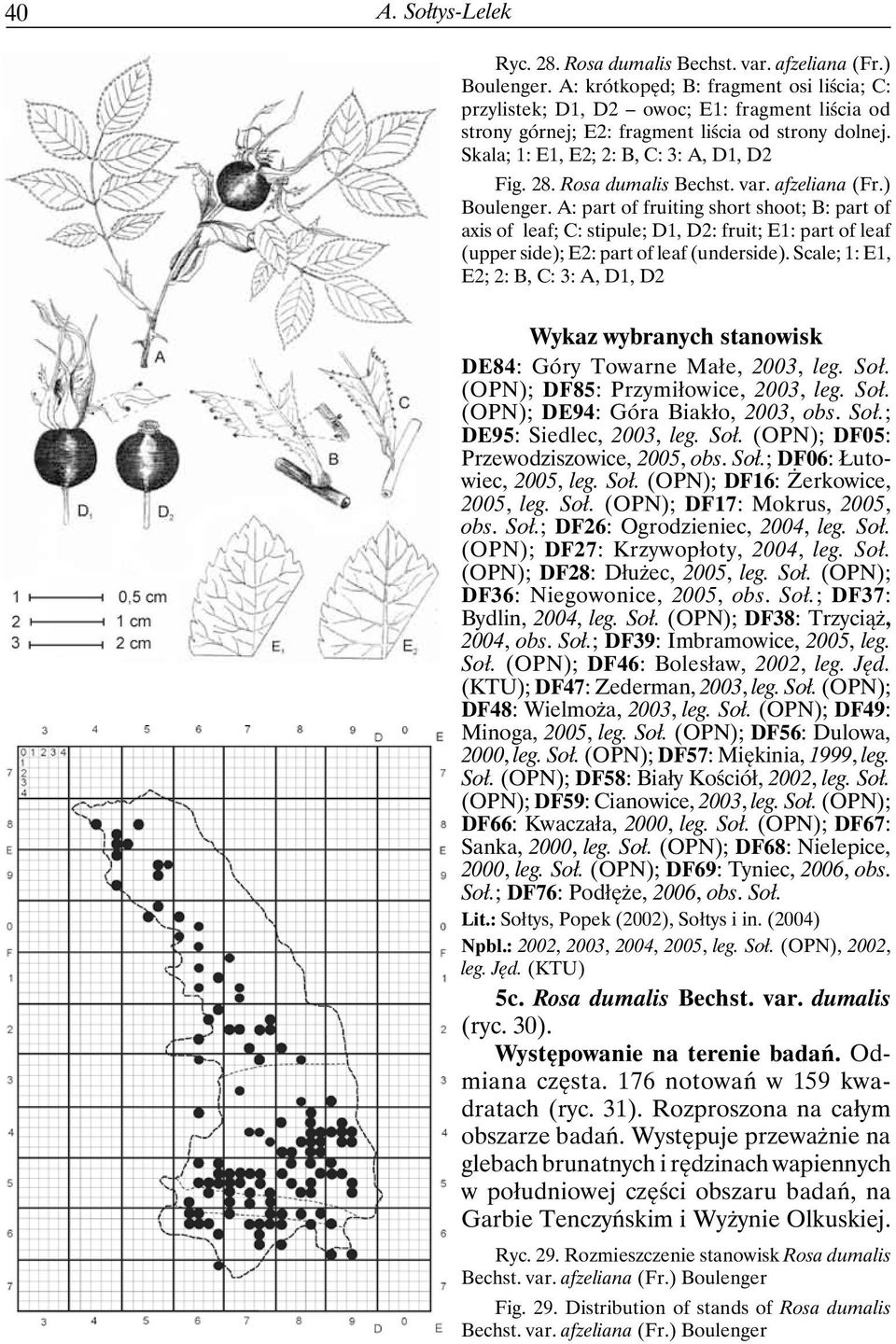 Rosa dumalis Bechst. var. afzeliana (Fr.) Boulenger. A: part of fruiting short shoot; B: part of axis of leaf; C: stipule; D1, D2: fruit; E1: part of leaf (upper side); E2: part of leaf (underside).