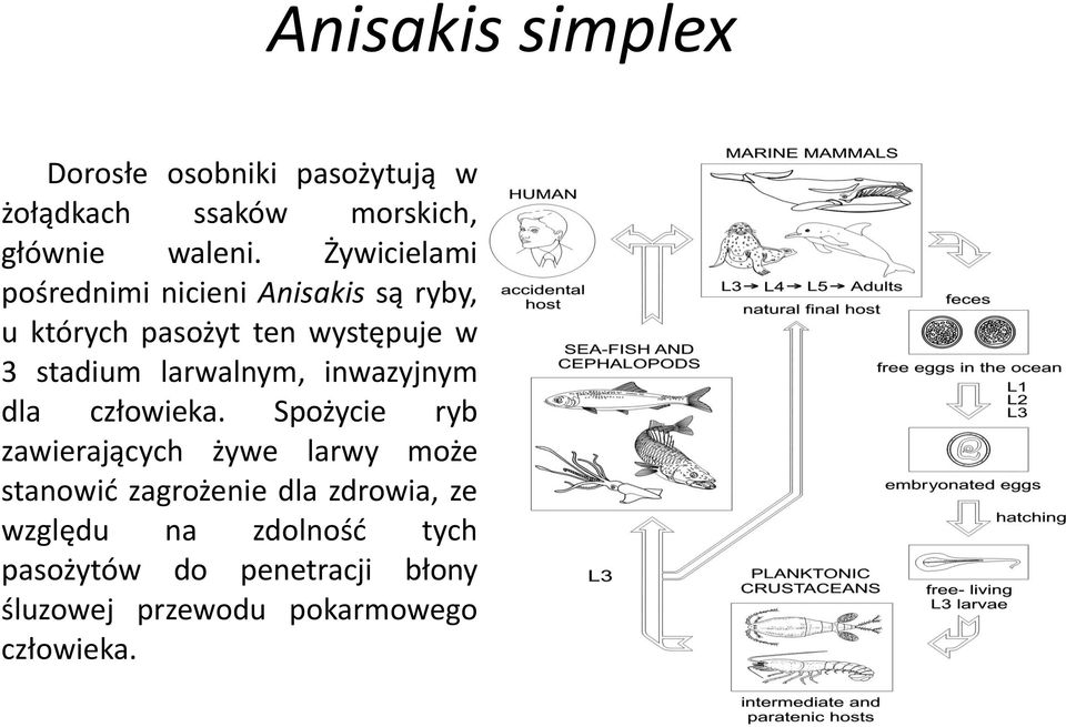 larwalnym, inwazyjnym dla człowieka.